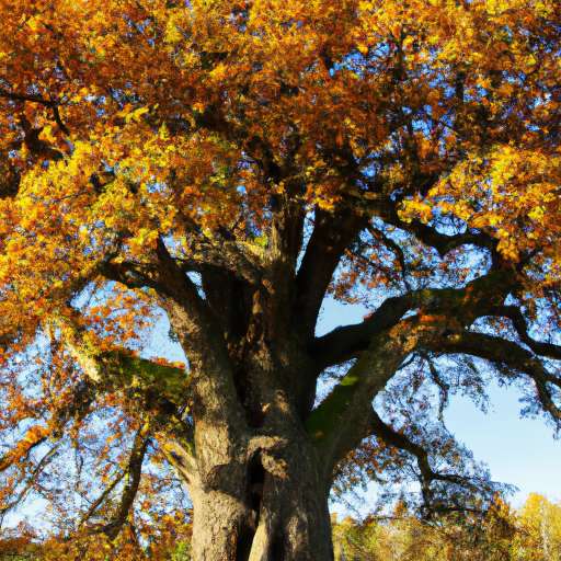 old oak with golden leaves